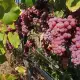 . Снимка на Продавам грозде Траминер Совиньон Блан Мускат отонел