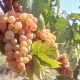 . Снимка на Продавам грозде Траминер Совиньон Блан Мускат отонел