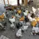 . Снимка на Продавам пилета Голям Кохин