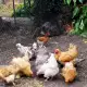 . Снимка на Продавам кокошки и петли Голям Кохин и Струмски