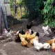 . Снимка на Продавам кокошки и петли Голям Кохин и Струмски