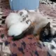 . Снимка на Продавам породисти сиамски котета