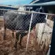 . Снимка на Продавам крава с теле