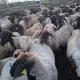 . Снимка на Черноглави свободни овце