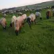 . Снимка на Черноглави свободни овце