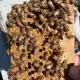 . Снимка на Продавам млади плодни пчелни майки на 25 лв.