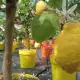 . Снимка на Лимонови дръвчета цена 75 лв. Лимон цена лимон дърво