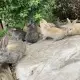 . Снимка на Зайци белгийски великани и кръстоски