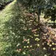 . Снимка на Ябълки от земята за сок сладко и преработка