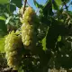 . Снимка на Продавам грозде Совиньон Блан Траминер Мускат Отонел 2023