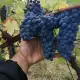 . Снимка на Продавам грозде Совиньон Блан Траминер Мускат Отонел 2023