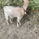. Снимка на Продават се 2 дойни кози
