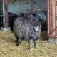 . Снимка на Продавам ялова овца за курбан 