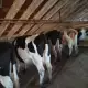 . Снимка на Продавам крави млечни