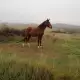 . Снимка на Продавам кобила порода Източнобългарски кон