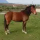 . Снимка на Продавам кобила порода Източнобългарски кон