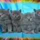 . Снимка на Чистокръвни Британски котенца