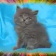 . Снимка на Чистокръвни Британски котенца