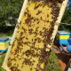 . Снимка на Пчелни отводки