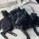 . Снимка на Продавам кученца черна немска овчарка