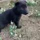 . Снимка на Продавам кученца черна немска овчарка