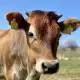. Снимка на Биосертифицирани бикове за разплод Джерсей, над 16 месеца