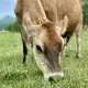 . Снимка на Биосертифицирани крави Джерсей, до 12 месеца