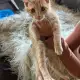 . Снимка на Ангорско Коте Котенце и Полуангорски Котенца