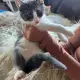 . Снимка на Ангорско Коте Котенце и Полуангорски Котенца