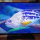 . Снимка на телевизор Hisense LED Backlight TV; модел LTDN50K166WSEU