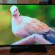. Снимка на телевизор Hisense LED Backlight TV; модел LTDN50K166WSEU