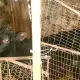 . Снимка на Продавам Ангъс на 6 месеца