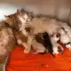 Ангорско Коте Котенце и Полуангорски Котенца