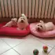 Малтийска болонка