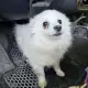 . Снимка на Кученца Шпицове