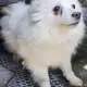 . Снимка на Кученца Шпицове