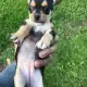. Снимка на Мини пинчери